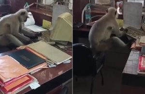 Na Índia, macaco é flagrado ao computador em escritório de estação ferroviáriaEssa espécie de macaco, os Langurs, são conhecidos por sua inteligência e capacidade de aprender novos comportamentos. Vídeo: Na Índia, macaco é flagrado ao computador em escritório de estação ferroviária