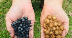 Pesquisa apoiada pelo Governo do Amazonas, destaca Biocarvão como alternativa sustentável para fertilidade de solos amazônicosO estudo faz parte do Programa Fapeam Mulheres na Ciência. Pesquisa apoiada pelo Governo do Amazonas, destaca Biocarvão como alternativa sustentável para fertilidade de solos amazônicos
