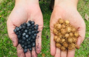 Pesquisa apoiada pelo Governo do Amazonas, destaca Biocarvão como alternativa sustentável para fertilidade de solos amazônicosO estudo faz parte do Programa Fapeam Mulheres na Ciência. Pesquisa apoiada pelo Governo do Amazonas, destaca Biocarvão como alternativa sustentável para fertilidade de solos amazônicos