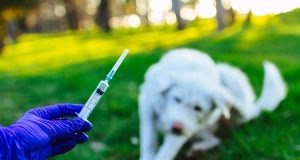 Prefeitura realiza abertura da campanha de vacinação antirrábica nesta quarta-feira, 20/9A meta da campanha é vacinar 255 mil cães e gatos. Prefeitura realiza abertura da campanha de vacinação antirrábica nesta quarta-feira