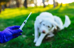 Prefeitura realiza abertura da campanha de vacinação antirrábica nesta quarta-feira, 20/9A meta da campanha é vacinar 255 mil cães e gatos. Prefeitura realiza abertura da campanha de vacinação antirrábica nesta quarta-feira