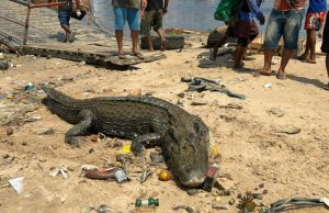Vídeo: Trabalhadores encontram jacaré gigante no Porto da Manaus ModernaO vídeo mostra o animal, que aparentava fraqueza e tinha dificuldade para se mover. Vídeo: Trabalhadores encontram jacaré gigante no Porto da Manaus Moderna