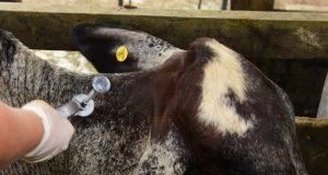 Adaf alerta oito municípios do Amazonas para o início da vacinação contra febre aftosaVacinação começa amanhã (1º/11) e contempla animais de até 24 meses. Adaf alerta oito municípios do Amazonas para o início da vacinação contra febre aftosa