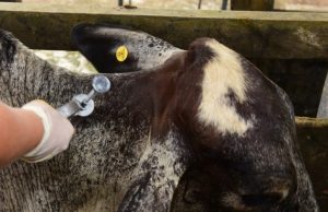 Adaf alerta oito municípios do Amazonas para o início da vacinação contra febre aftosaVacinação começa amanhã (1º/11) e contempla animais de até 24 meses. Adaf alerta oito municípios do Amazonas para o início da vacinação contra febre aftosa