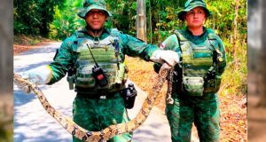 Cobra encontrada em supermercado é resgatada pela polícia ambientalUma jiboia foi encontrada em um supermercado na avenida Torquato Tapajós, zona oeste de Manaus. Cobra encontrada em supermercado é resgatada pela polícia ambiental