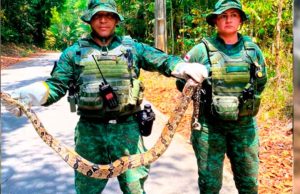 Cobra encontrada em supermercado é resgatada pela polícia ambientalUma jiboia foi encontrada em um supermercado na avenida Torquato Tapajós, zona oeste de Manaus. Cobra encontrada em supermercado é resgatada pela polícia ambiental