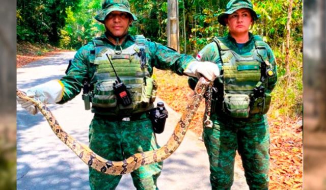 Cobra encontrada em supermercado é resgatada pela polícia ambiental Cobra encontrada em supermercado é resgatada pela polícia ambiental
