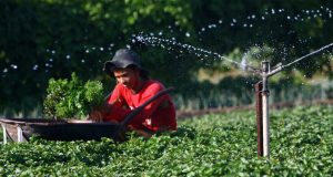 Governo do Amazonas abre segundo edital para aquisição de gêneros alimentícios da Agricultura FamiliarA inscrição segue até o dia 26 de dezembro de 2023, conforme o edital. Governo do Amazonas abre segundo edital para aquisição de gêneros alimentícios da Agricultura Familiar