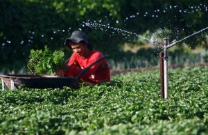 Governo do Amazonas abre segundo edital para aquisição de gêneros alimentícios da Agricultura FamiliarA inscrição segue até o dia 26 de dezembro de 2023, conforme o edital. Governo do Amazonas abre segundo edital para aquisição de gêneros alimentícios da Agricultura Familiar