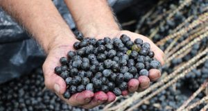 Idam realiza cadastro de extrativistas interessados na subvenção do Governo FederalPolítica de Garantia de Preço Mínimo é voltada para produtores familiares que atuam na coleta e comercialização de produtos não madeireiros. Idam realiza cadastro de extrativistas interessados na subvenção do Governo Federal