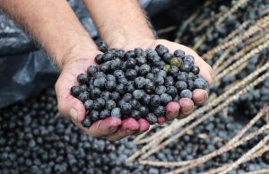 Idam realiza cadastro de extrativistas interessados na subvenção do Governo FederalPolítica de Garantia de Preço Mínimo é voltada para produtores familiares que atuam na coleta e comercialização de produtos não madeireiros. Idam realiza cadastro de extrativistas interessados na subvenção do Governo Federal