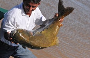 Tambaqui entra no período de defeso reprodutivo até março de 2024 Tambaqui entra no período de defeso reprodutivo até março de 2024