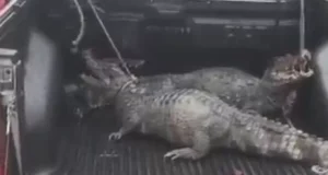 Vídeo: jacarés são resgatados em via pública após temporal em ManausMoradores da área capturaram os animais e os levaram para um local seguro. Vídeo: jacarés são resgatados em via pública após temporal em Manaus