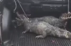 Vídeo: jacarés são resgatados em via pública após temporal em ManausMoradores da área capturaram os animais e os levaram para um local seguro. Vídeo: jacarés são resgatados em via pública após temporal em Manaus