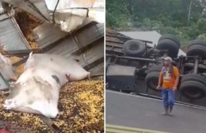 Acidente de caminhão deixa 13 feridos em ManacapuruDe acordo com o Corpo de Bombeiros, o caminhão, que transportava trabalhadores e uma carga de milho de Manaus, tombou em uma curva. Acidente de caminhão deixa 13 feridos em Manacapuru