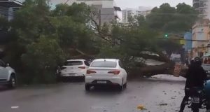 Árvore cai sobre carro em Manaus durante chuvaTrânsito está bloqueado e não há informações de feridos. Árvore cai sobre carro em Manaus durante chuva