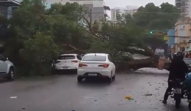 Árvore cai sobre carro em Manaus durante chuva, Árvore cai sobre carro em Manaus durante chuva