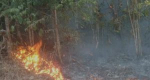 Dupla é presa em flagrante por incêndio criminoso em mata no AmazonasOs homens foram denunciados por moradores da região e acabaram presos pela Polícia Civil. Dupla é presa em flagrante por incêndio criminoso em mata no Amazonas