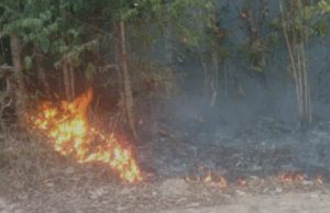 Dupla é presa em flagrante por incêndio criminoso em mata no AmazonasOs homens foram denunciados por moradores da região e acabaram presos pela Polícia Civil. Dupla é presa em flagrante por incêndio criminoso em mata no Amazonas