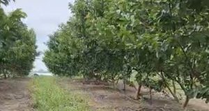 Fazenda Futuro, no Amazonas, deve produzir 30 toneladas de goiaba este ano Fazenda Futuro, no Amazonas, deve produzir 30 toneladas de goiaba este ano