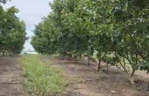 Fazenda Futuro, no Amazonas, deve produzir 30 toneladas de goiaba este ano Fazenda Futuro, no Amazonas, deve produzir 30 toneladas de goiaba este ano