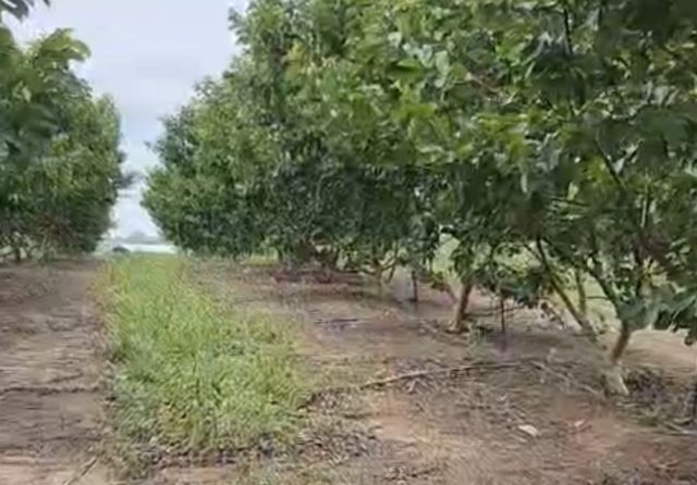 Fazenda Futuro, no Amazonas, deve produzir 30 toneladas de goiaba este ano