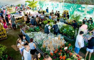Feira de Flores de Holambra chega a Manaus com entrada gratuitaO evento, que acontecerá até o dia 19 de novembro, na Praça da Saudade. Feira de Flores de Holambra chega a Manaus com entrada gratuita