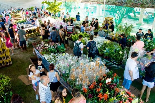 Feira de Flores de Holambra chega a Manaus com entrada gratuita