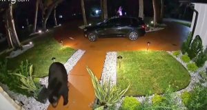 Vídeo: urso esperto rouba comida de delivery deixada na porta de casa nos EUAO caso gerou humor nas redes sociais, com muitos internautas elogiando a esperteza do urso. Vídeo: urso esperto rouba comida de delivery deixada na porta de casa nos EUA