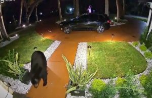 Vídeo: urso esperto rouba comida de delivery deixada na porta de casa nos EUAO caso gerou humor nas redes sociais, com muitos internautas elogiando a esperteza do urso. Vídeo: urso esperto rouba comida de delivery deixada na porta de casa nos EUA