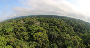 Desmatamento no Amazonas tem maior queda do ano em novembro, aponta ImazonRedução do desmatamento chega a 79%, segundo levantamento do Instituto divulgado nesta terça-feira (26/12). Desmatamento no Amazonas tem maior queda do ano em novembro, aponta Imazon