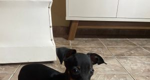 “Eva”, filhote de pinscher furtada em Manaus, é encontrada e devolvida à famíliaUm homem conseguiu identificar a cadelinha e abordou a mulher que a havia roubado Eva, filhote de pinscher furtada em Manaus, é encontrada e devolvida à família