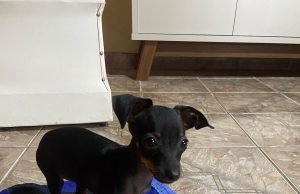 “Eva”, filhote de pinscher furtada em Manaus, é encontrada e devolvida à famíliaUm homem conseguiu identificar a cadelinha e abordou a mulher que a havia roubado Eva, filhote de pinscher furtada em Manaus, é encontrada e devolvida à família