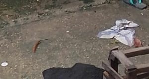 Homem é executado a tiros após ser perseguido em Manaus Homem é executado a tiros após ser perseguido em Manaus