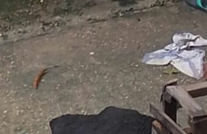 Homem é executado a tiros após ser perseguido em Manaus Homem é executado a tiros após ser perseguido em Manaus