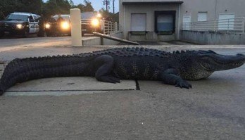 Jacaré gigante é resgatado de shopping na Flórida