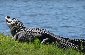 Jacaré gigante é resgatado de shopping na Flórida Jacaré gigante é resgatado de shopping na Flórida