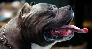 Reino Unido proíbe american bully XL a partir de dezembroCerca de 240 animais podem ser afetados. Reino Unido proíbe american bully XL a partir de dezembro