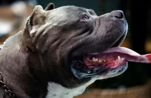 Reino Unido proíbe american bully XL a partir de dezembroCerca de 240 animais podem ser afetados. Reino Unido proíbe american bully XL a partir de dezembro