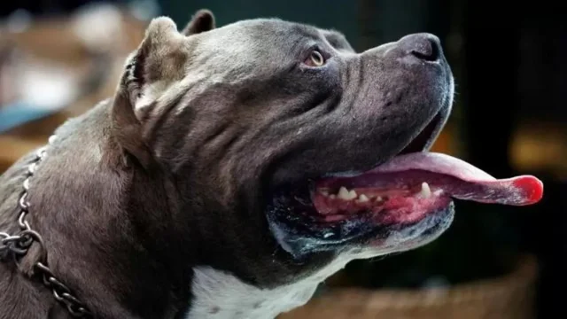 Reino Unido proíbe american bully XL a partir de dezembro Reino Unido proíbe american bully XL a partir de dezembro