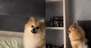 Vídeo: cãozinho esperto aprende a pedir para tutora ligar ar condicionado Vídeo: cãozinho esperto aprende a pedir para tutora ligar ar condicionado