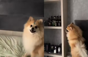 Vídeo: cãozinho esperto aprende a pedir para tutora ligar ar condicionado Vídeo: cãozinho esperto aprende a pedir para tutora ligar ar condicionado