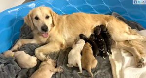 Cão golden retriever salva filhotes de cães pintados selvagens Cão golden retriever salva filhotes de cães pintados selvagens