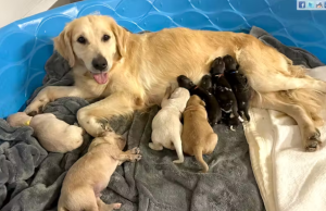 Cão golden retriever salva filhotes de cães pintados selvagens Cão golden retriever salva filhotes de cães pintados selvagens