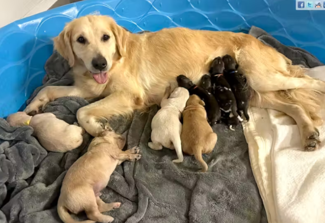 Cão golden retriever salva filhotes de cães pintados selvagens