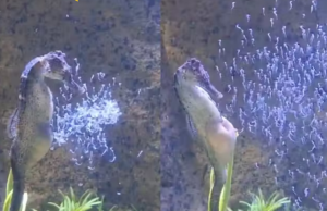 Cavalo-marinho macho dá à luz 300 filhotes no Brasil Cavalo-marinho macho dá à luz 300 filhotes no Brasil