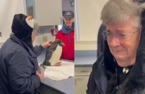 Idosa fã de pinguins realiza sonho de acariciar a ave pela primeira vez Idosa fã de pinguins realiza sonho de acariciar a ave pela primeira vez