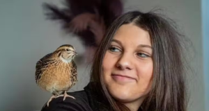 Menina de 13 anos choca ovo de codorna de supermercado e ganha um novo amigo Menina de 13 anos choca ovo de codorna de supermercado e ganha um novo amigo