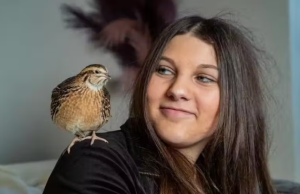 Menina de 13 anos choca ovo de codorna de supermercado e ganha um novo amigo Menina de 13 anos choca ovo de codorna de supermercado e ganha um novo amigo