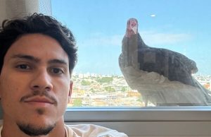 Urubu visita atacante do Flamengo em Manaus e torcedores comemoram Urubu visita atacante do Flamengo em Manaus e torcedores comemoram